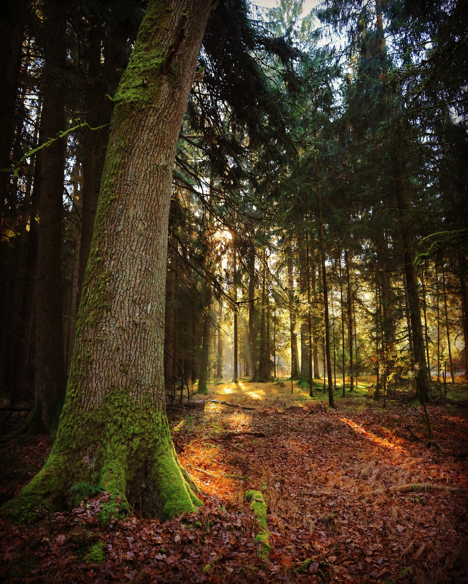 Wald | © Maximilian_Meier